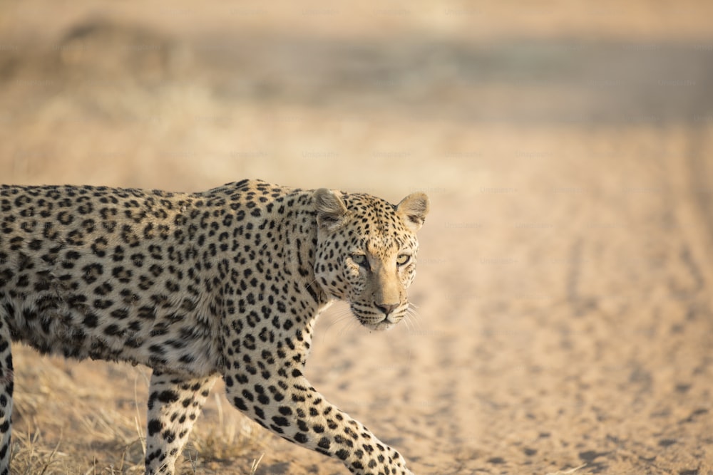 Leopardo al sol de la mañana