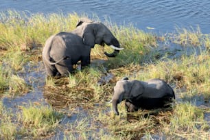Elefante no Delta do Okavango