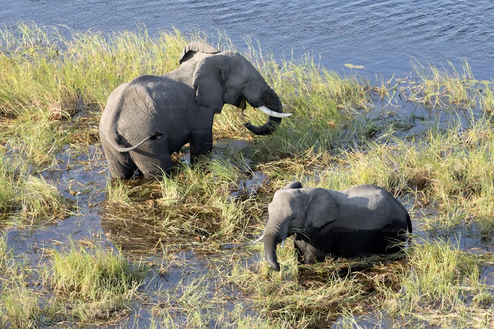 Elephant in Okavango Delta