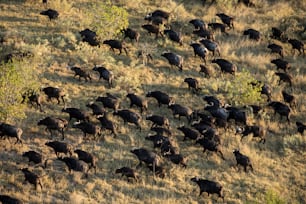 Rebanho de búfalos no Delta do Okavango