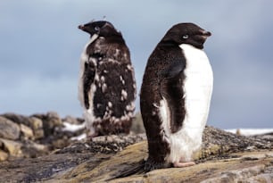 Una coppia di pinguini Adelie in Antartide