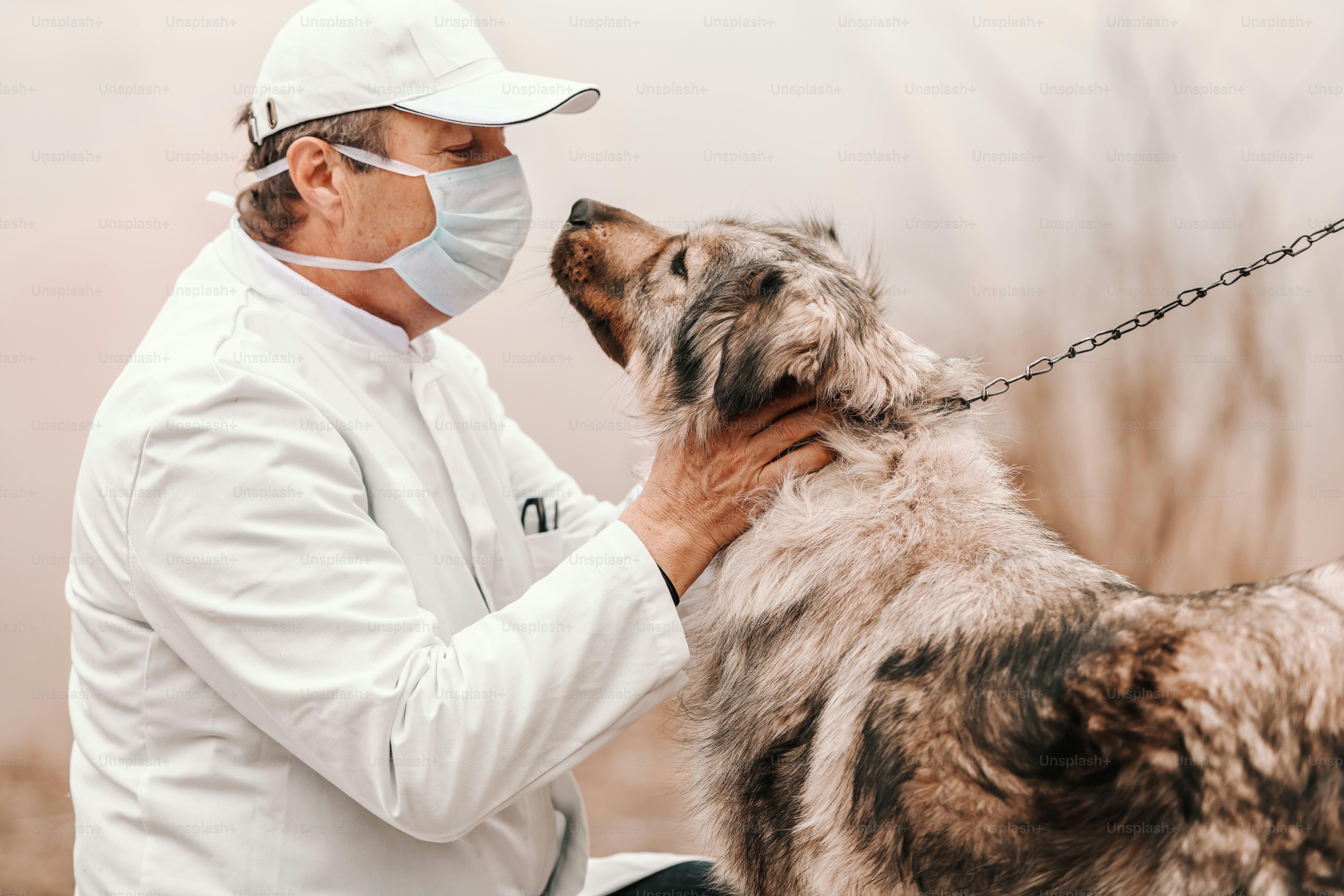 veterinarian