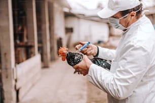 Veterinarian in white coat, hat and protective mask on giving injection to sick rooster. Rural exterior.