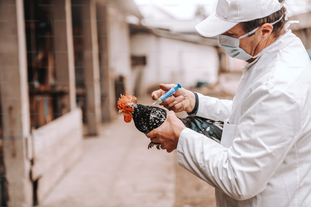 Veterinario con bata blanca, sombrero y máscara protectora al administrar la inyección al gallo enfermo. Exterior rural.
