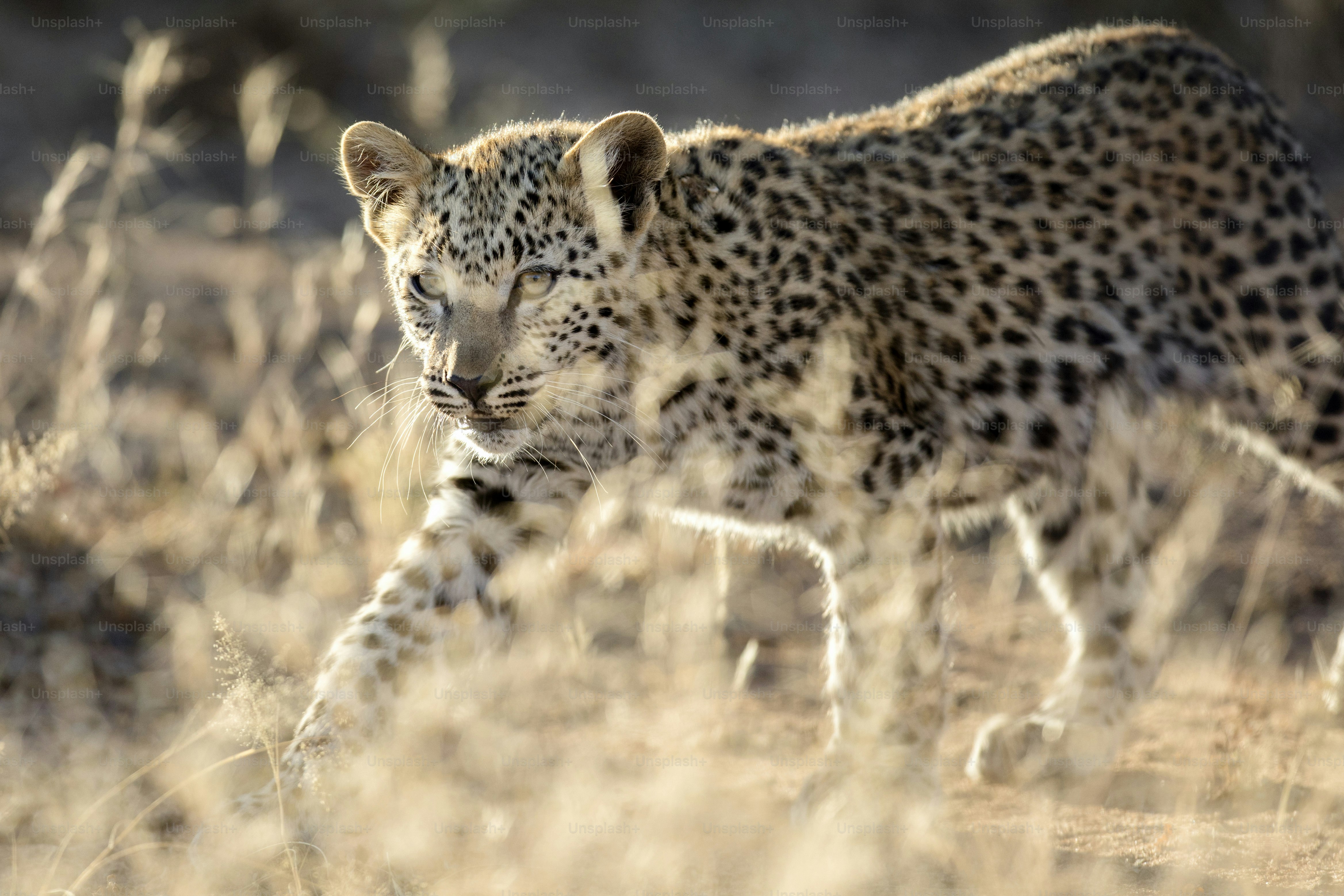 A young leopard cub exploring in the morning light