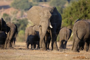 Mandria di elefanti sulle rive del fiume Chobe, Botswana.