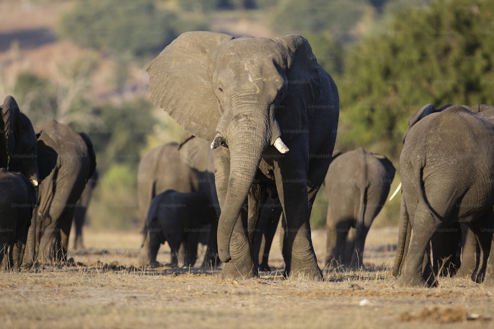 Troupeau d’éléphants sur les rives de la rivière Chobe, Botswana.