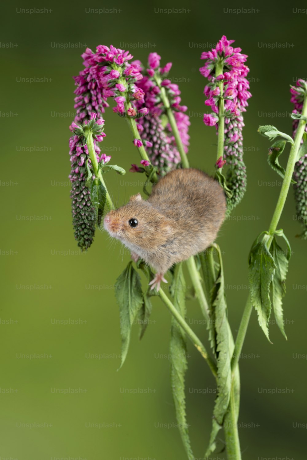 Cute harvest mouse micromys minutus on red flower foliage with neutral green nature background