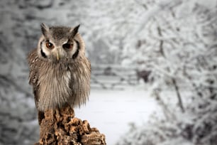 Beautiful portrait of Southern White Faced Owl Ptilopsis Granti in studio setting with snowy Winter background