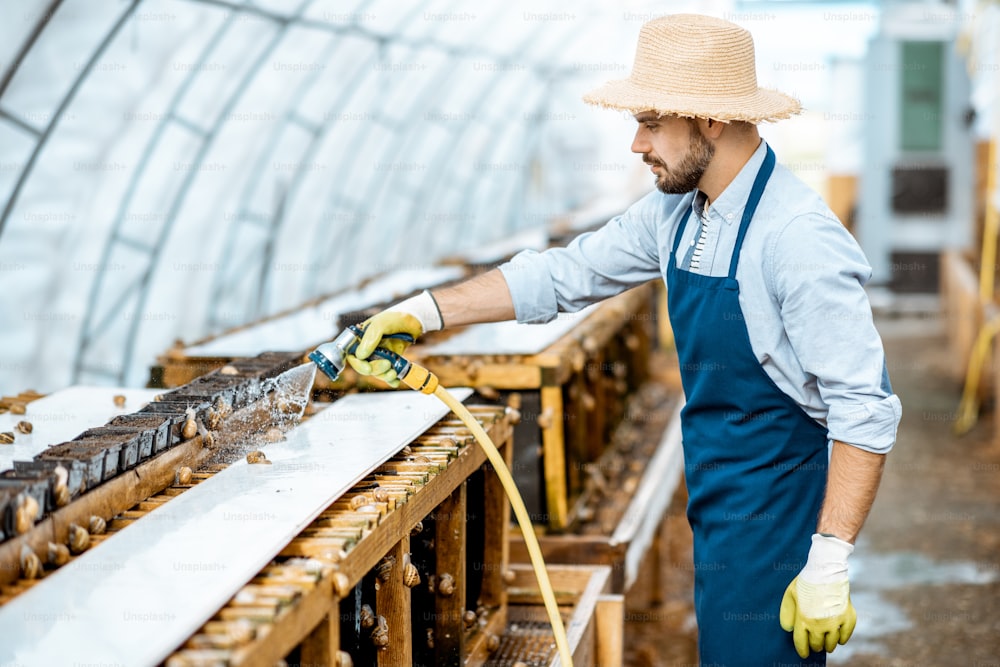 Handsome worker washing shelves with water gun, taking care of the snails in the hothouse of the farm. Concept of farming snails for eating