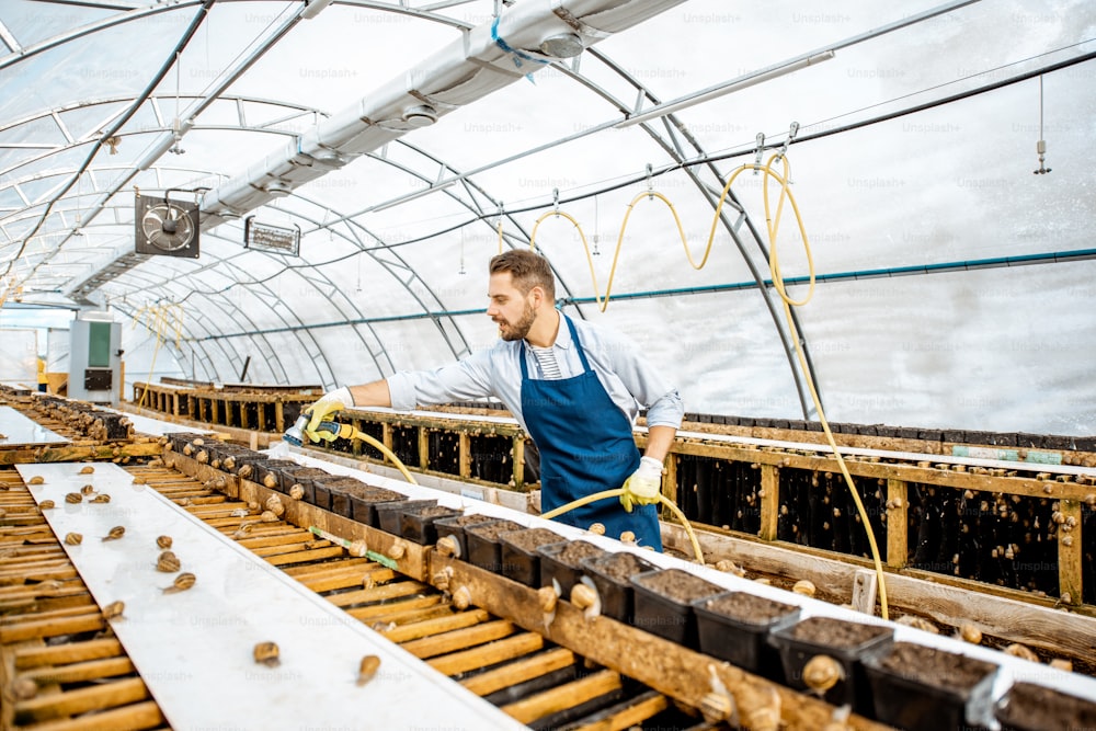 Handsome worker washing shelves with water gun, taking care of the snails in the hothouse of the farm, wide angle view with copy space