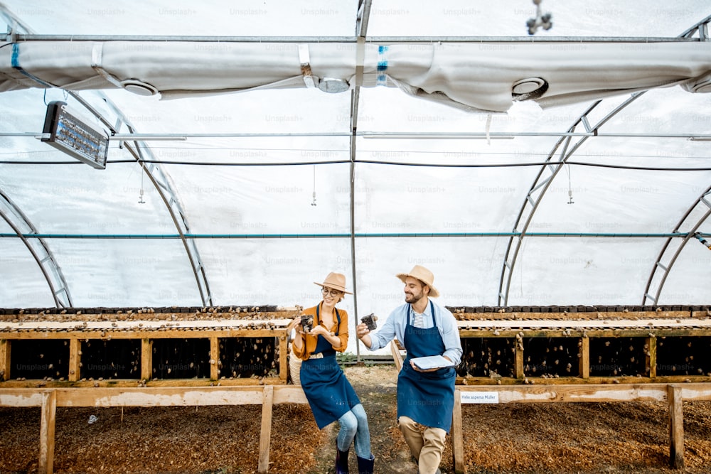 Two farmers examining snails growing process in the hothouse of the farm, wide angle view. Concept of farming snails for eating