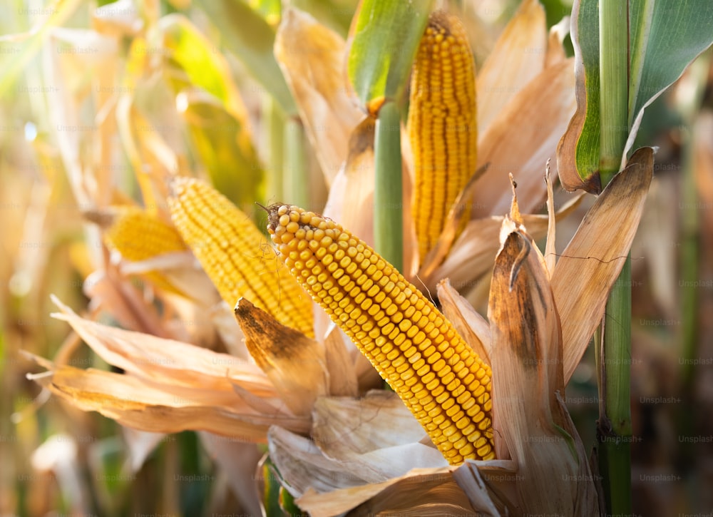 Mazorca de maíz madura en un campo listo para la cosecha