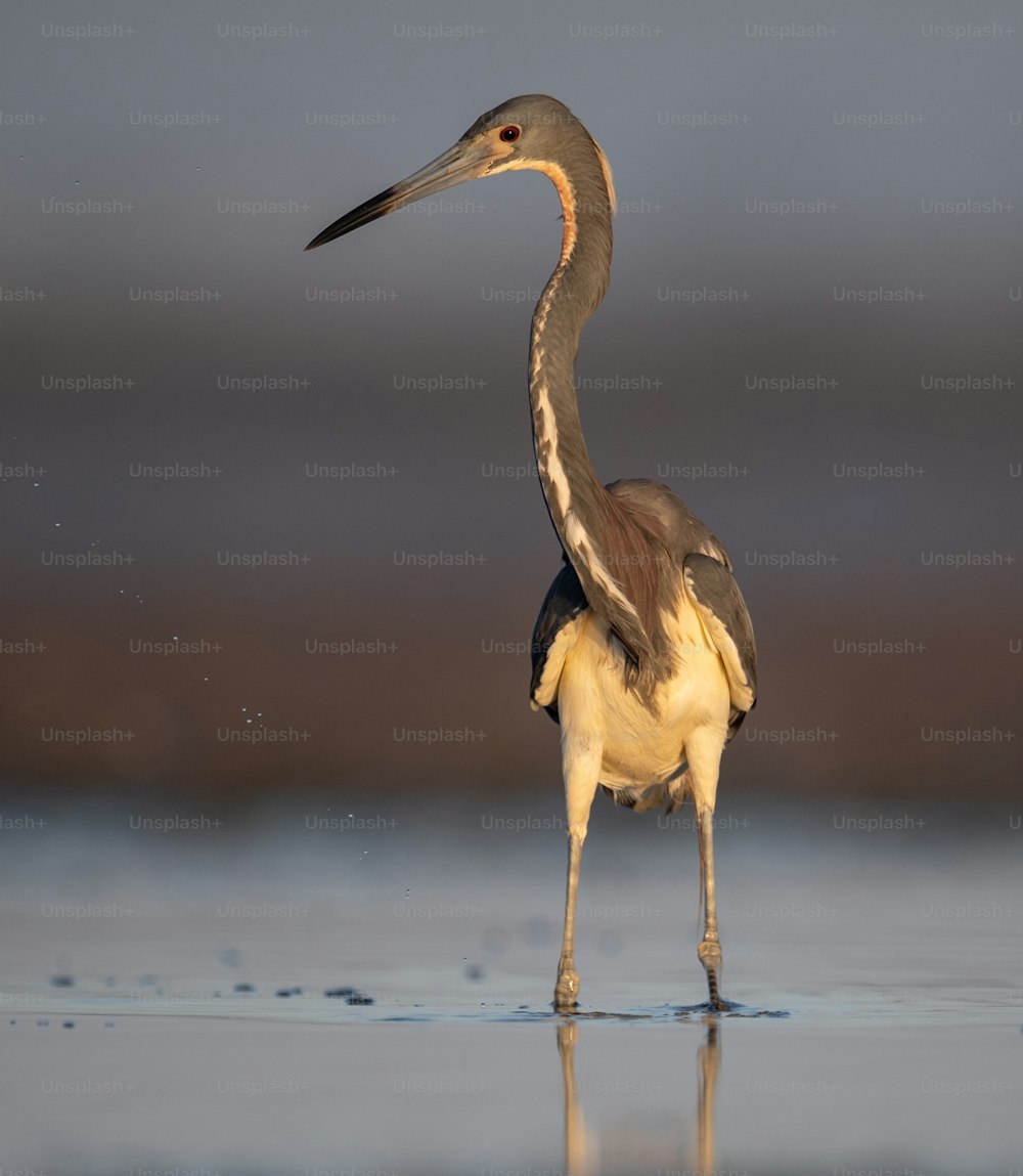 Tricolored Heron in Northern Florida