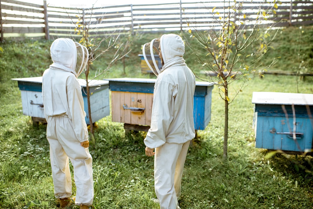 Two beekepers in protective uniform working on a small traditional apiary with wooden beehives, rear view
