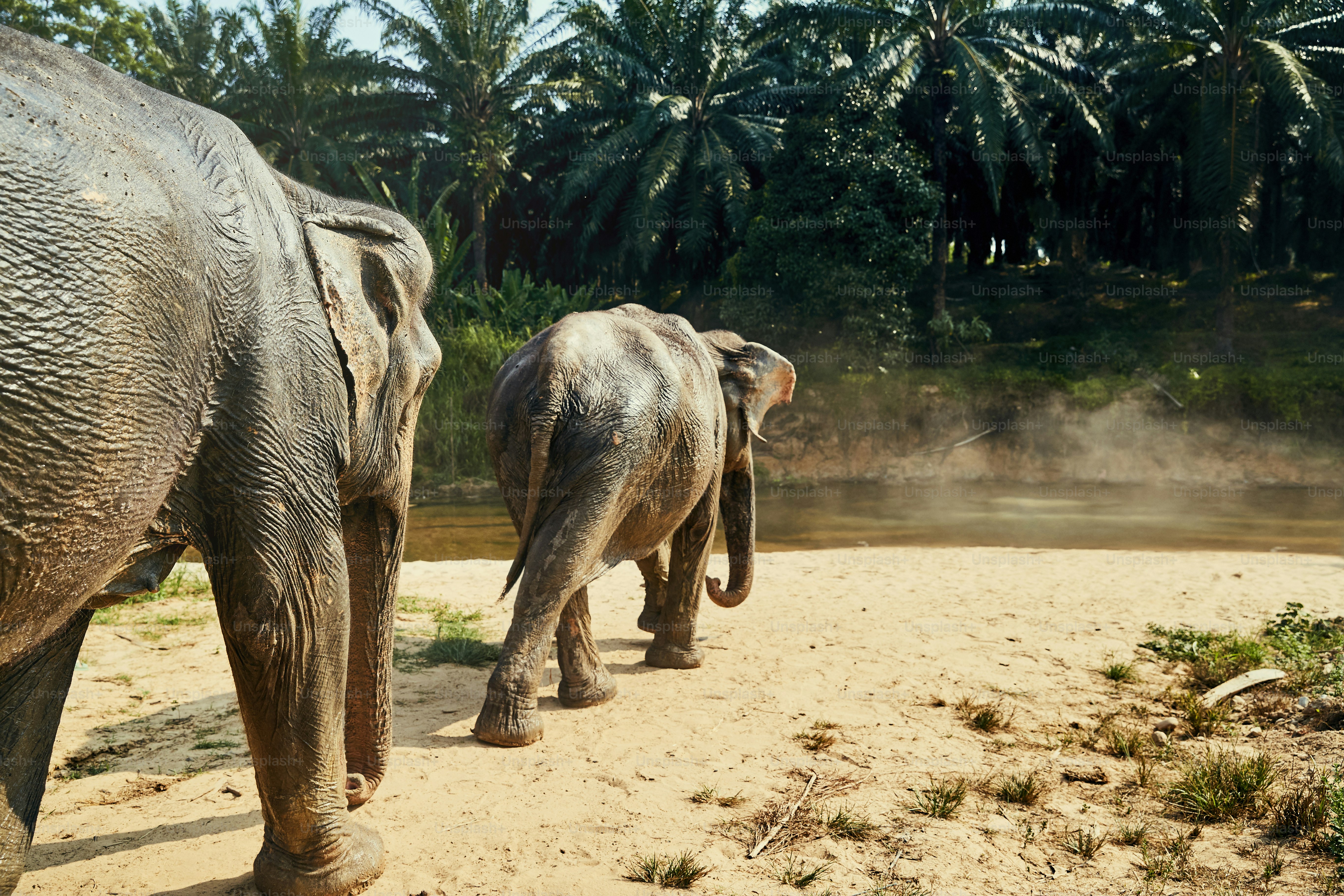 Dos grandes elefantes asiáticos caminando juntos hacia un río en la selva  en un santuario de animales en Tailandia foto – Imagen de Animal en Unsplash, image size:3000x2000