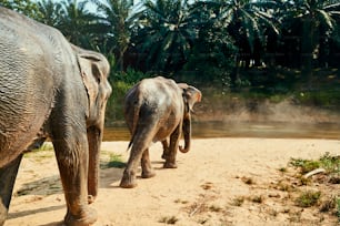 Due grandi elefanti asiatici che camminano insieme verso un fiume nella giungla in un santuario per animali in Thailandia