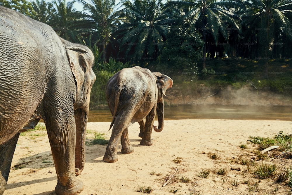 Two large Asian elephants walking together toward a river in the jungle at an animal sanctuary in Thailand