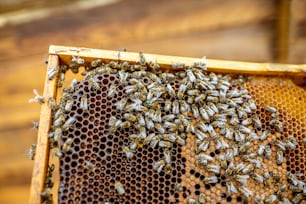 Primer plano de un marco de panal con muchas abejas y útero marcado con un punto verde en el colmenar