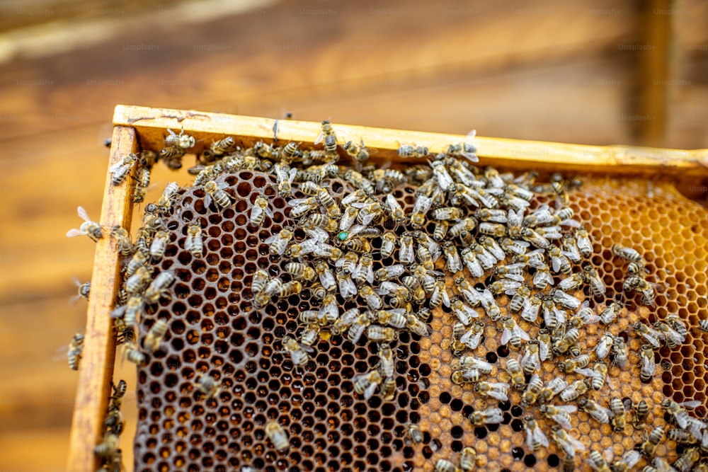 Primer plano de un marco de panal con muchas abejas y útero marcado con un punto verde en el colmenar