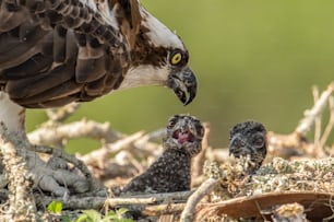 An osprey in Southern Florida