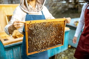 Beekeepers working on the apiary, getting honeycomb frames from the wooden beehives, close-up view