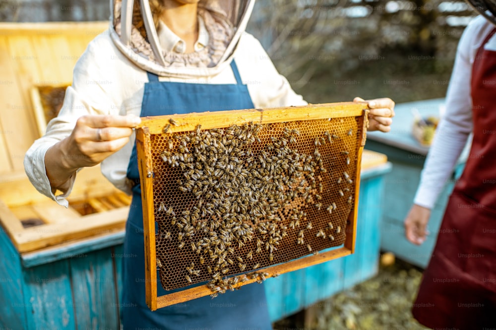 Beekeepers working on the apiary, getting honeycomb frames from the wooden beehives, close-up view