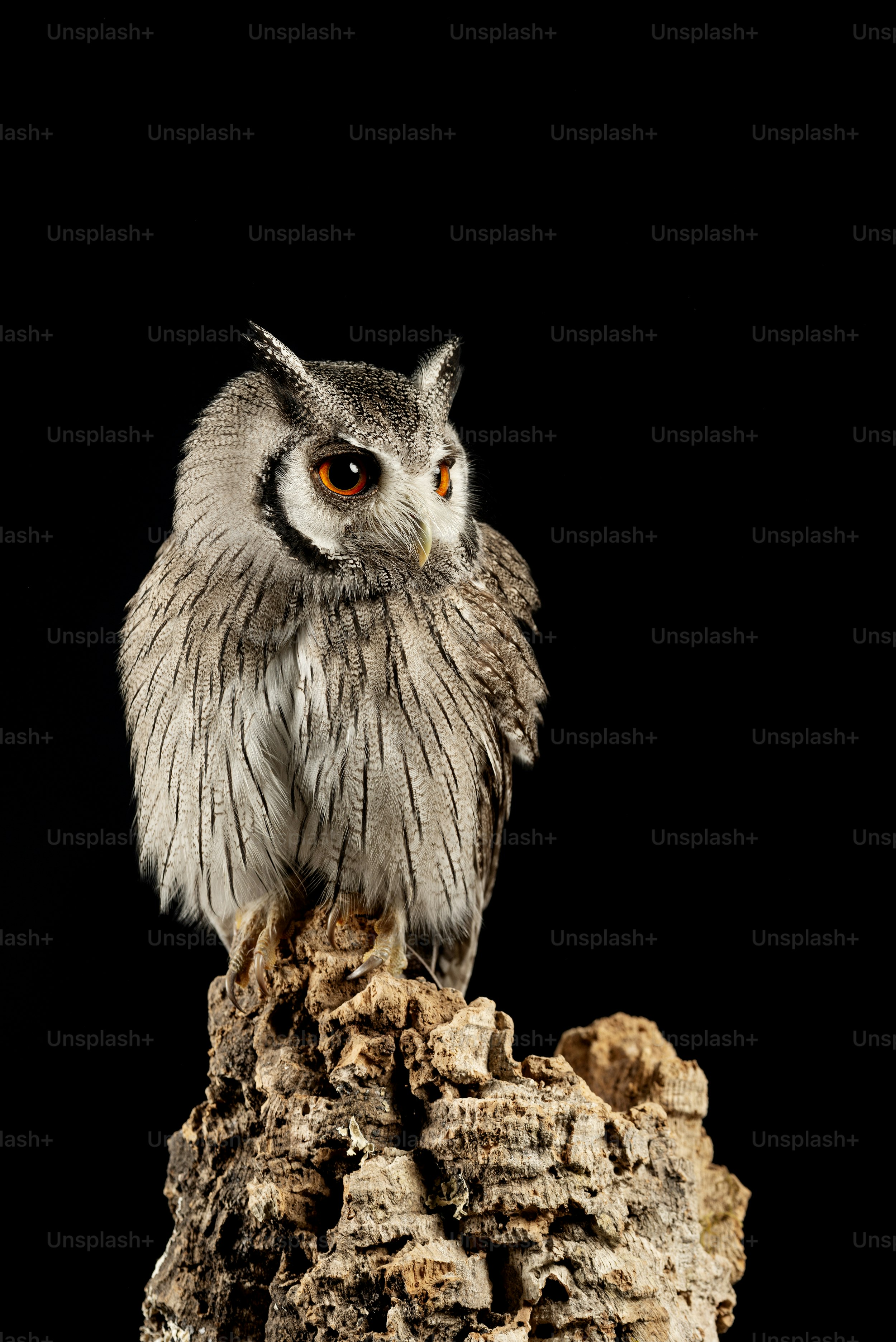 Beautiful portrait of Southern White Faced Owl Ptilopsis Granti in