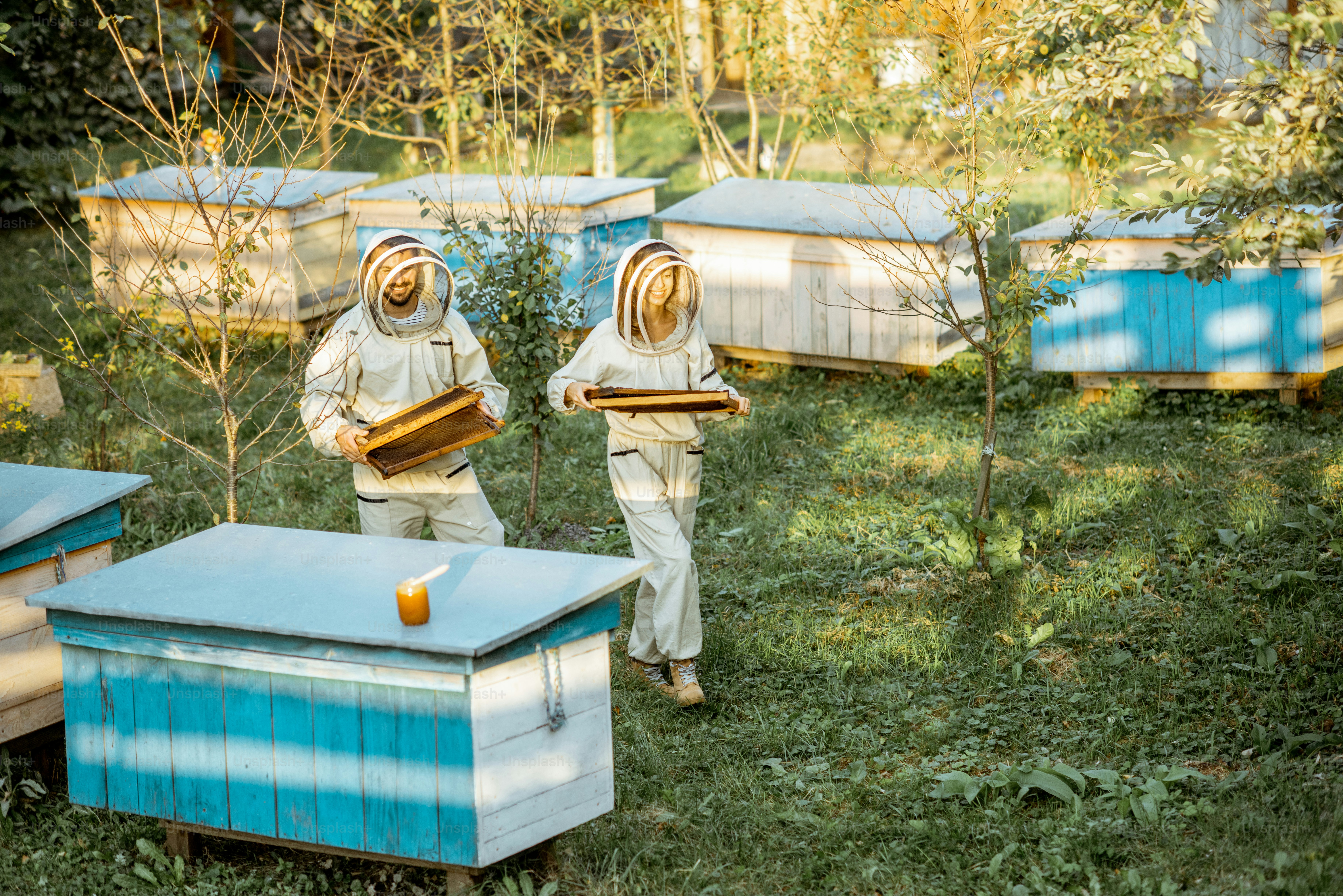 Deux apiculteurs en uniforme de protection marchant avec des nids d’abeilles tout en travaillant sur un rucher traditionnel. Concept d’apiculture et de petite agriculture