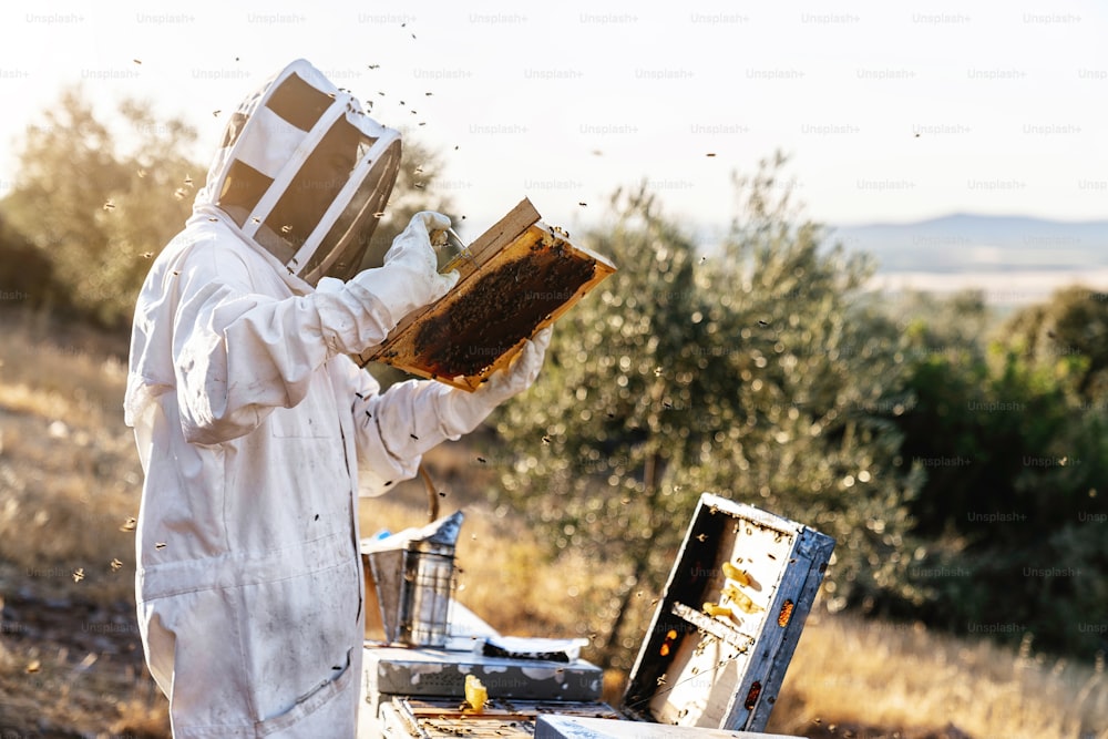 L'apicoltore che lavora raccoglie il miele. Concetto di apicoltura