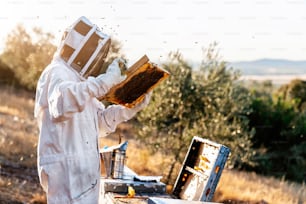 Apiculteur travaillant à la collecte du miel. Concept d’apiculture
