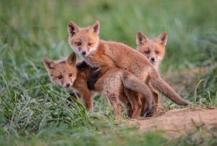 A red fox in New Jersey