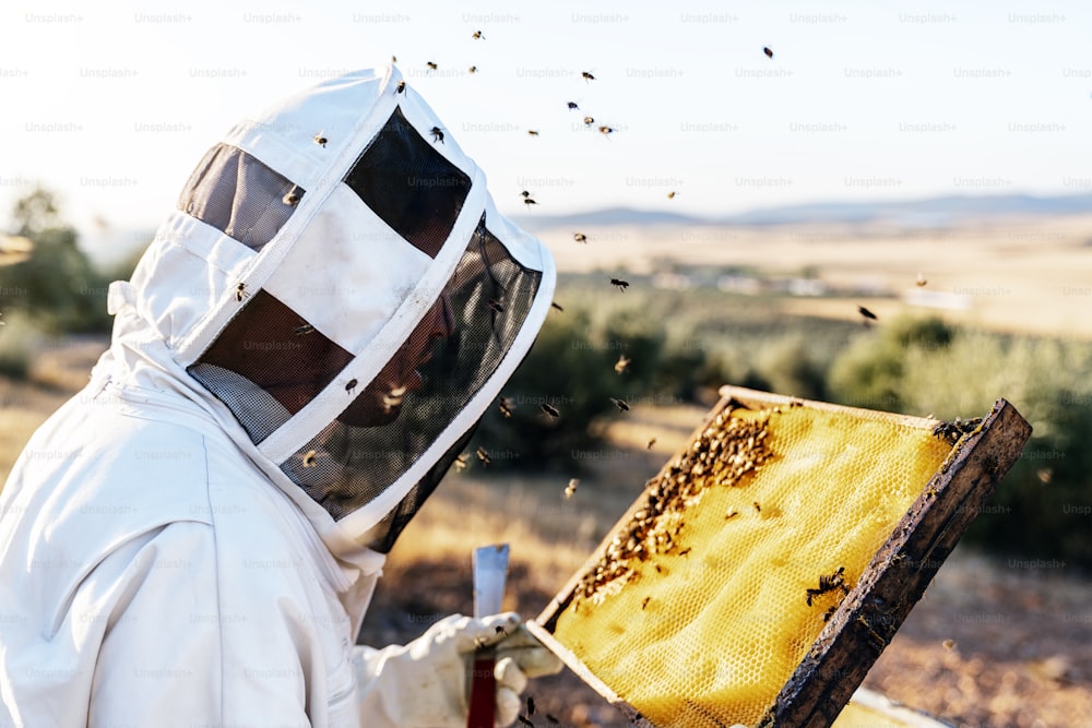 L'apicoltore che lavora raccoglie il miele. Concetto di apicoltura