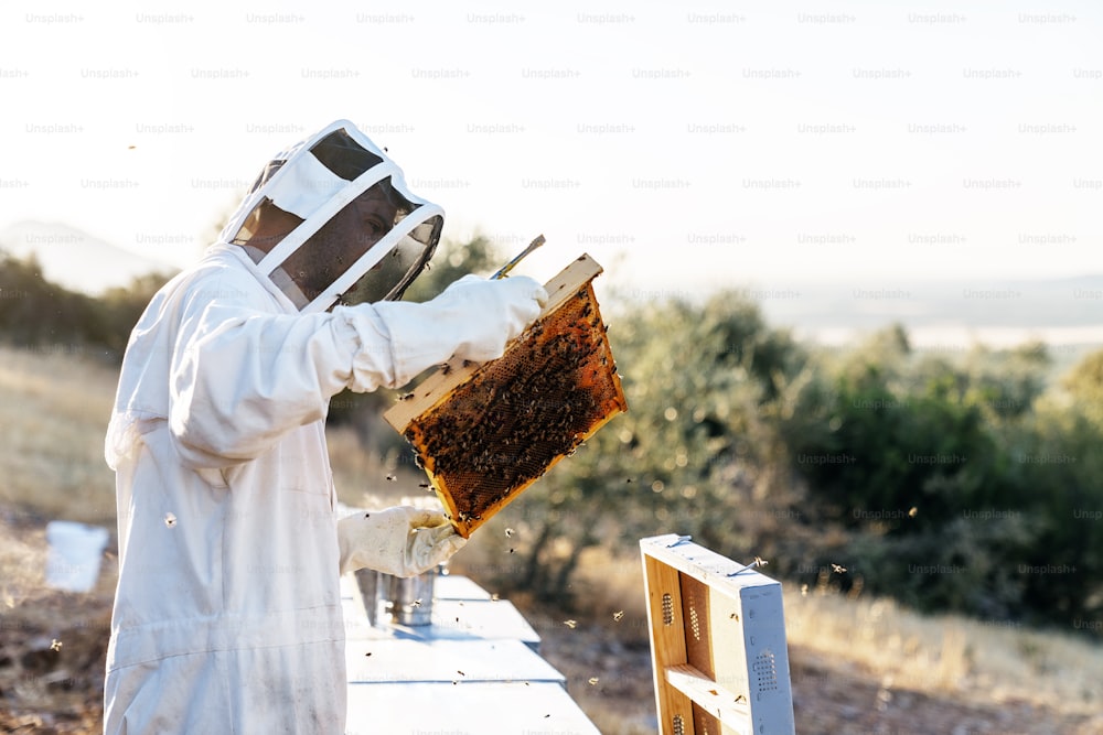 L'apicoltore che lavora raccoglie il miele. Concetto di apicoltura