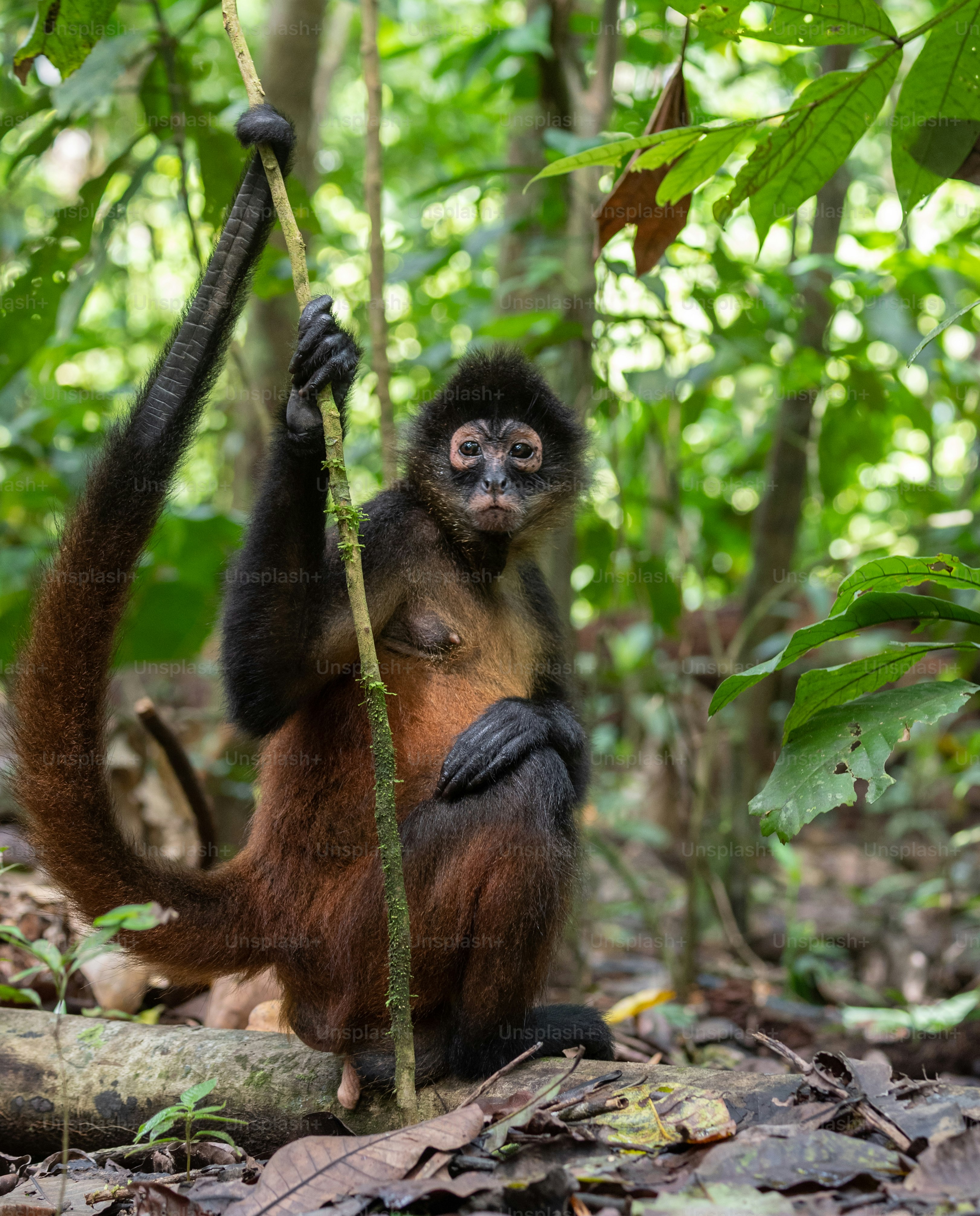 🐒 Mono Araña: Un PRIMATE que APLICA la INTELIGENCIA 👨\u200d🏫 COLECTIVA -  Animales Salvajes, image size:3000x3722