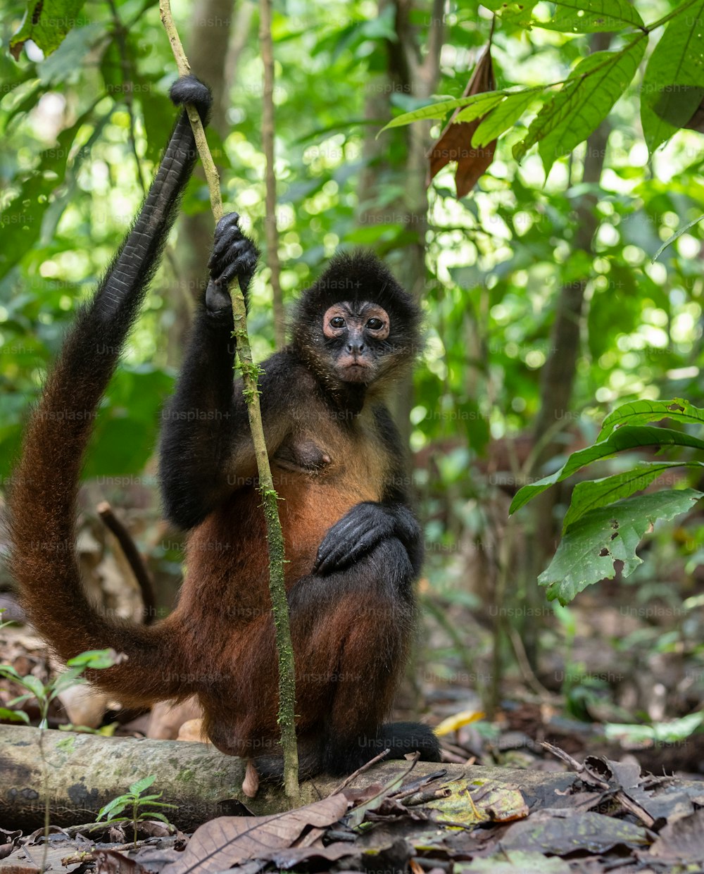Spider monkey in costa rica in the rainforest