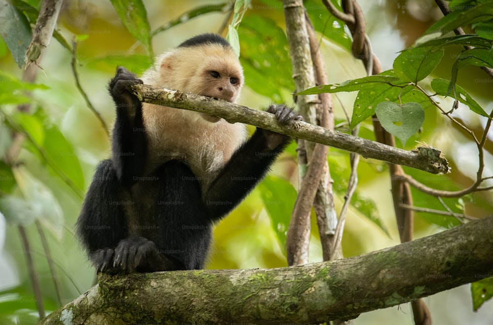 Macaco-prego de cara branca na Costa Rica na floresta tropical