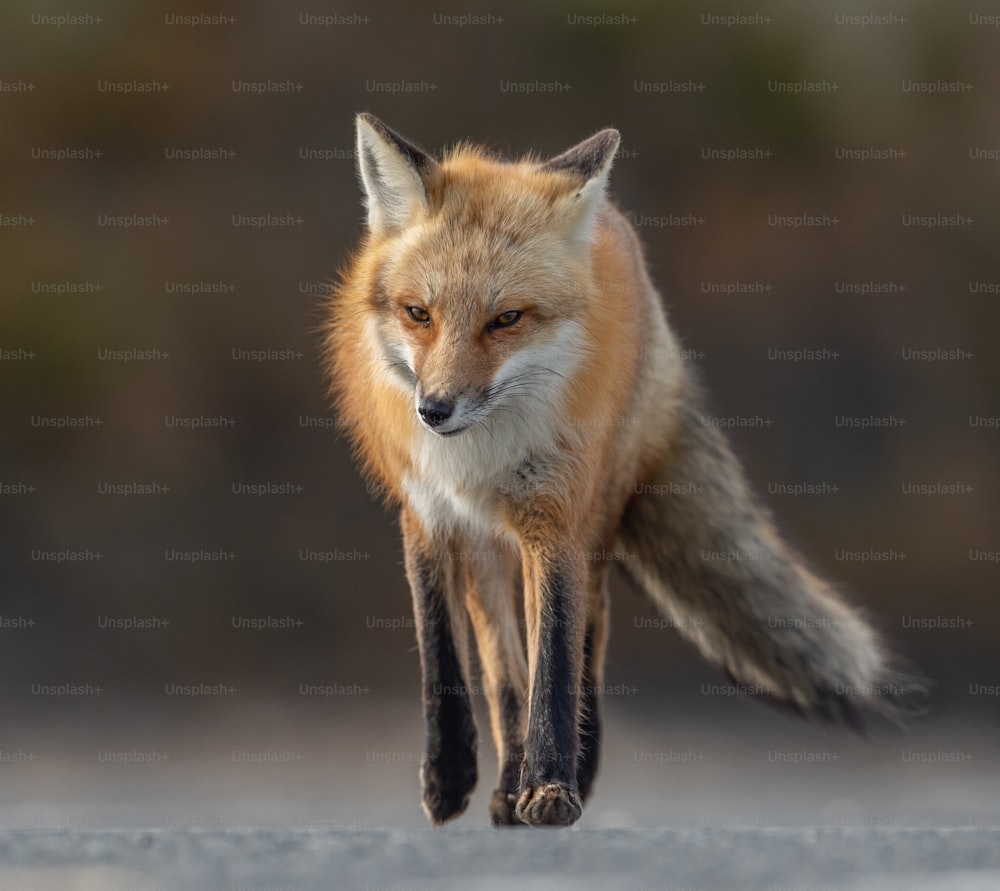 A red fox in New Jersey