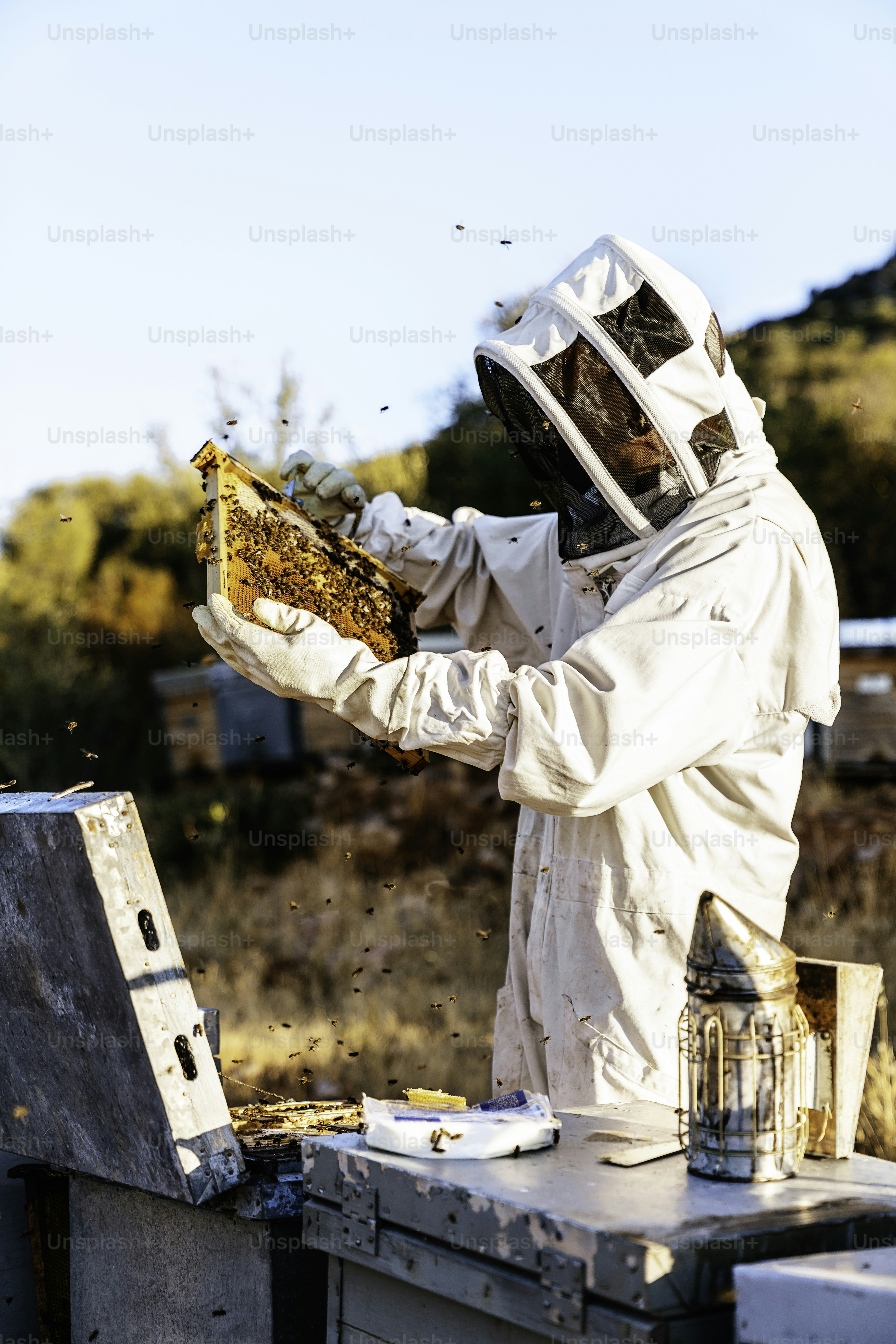 Beekeeper working collect honey. Beekeeping concept