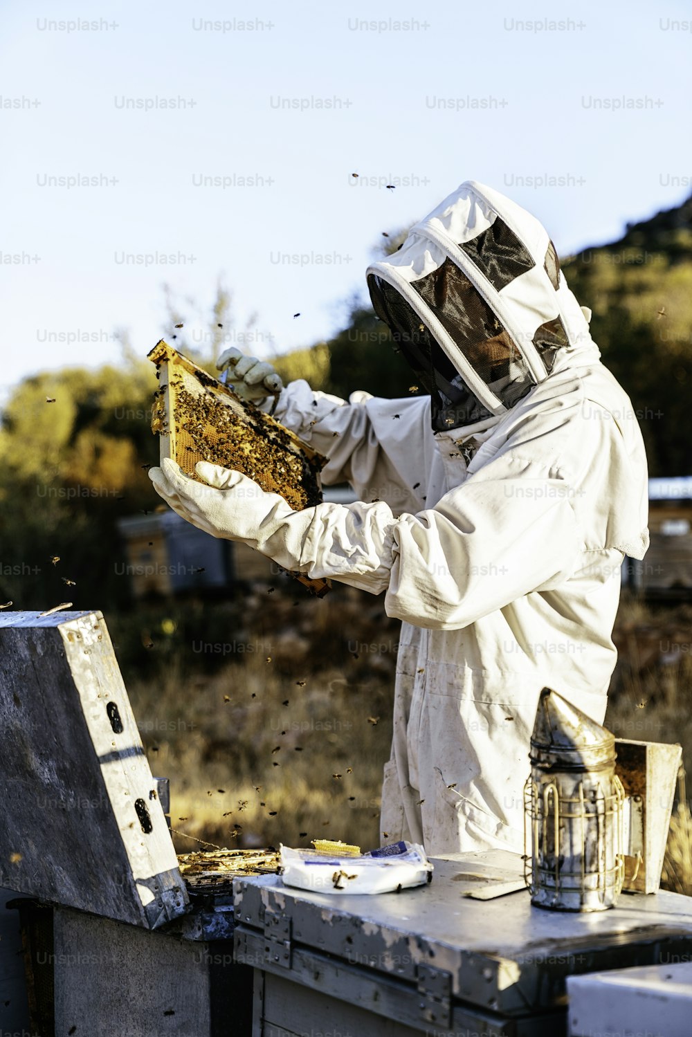 Apicultor que trabalha coleta mel. Conceito de apicultura