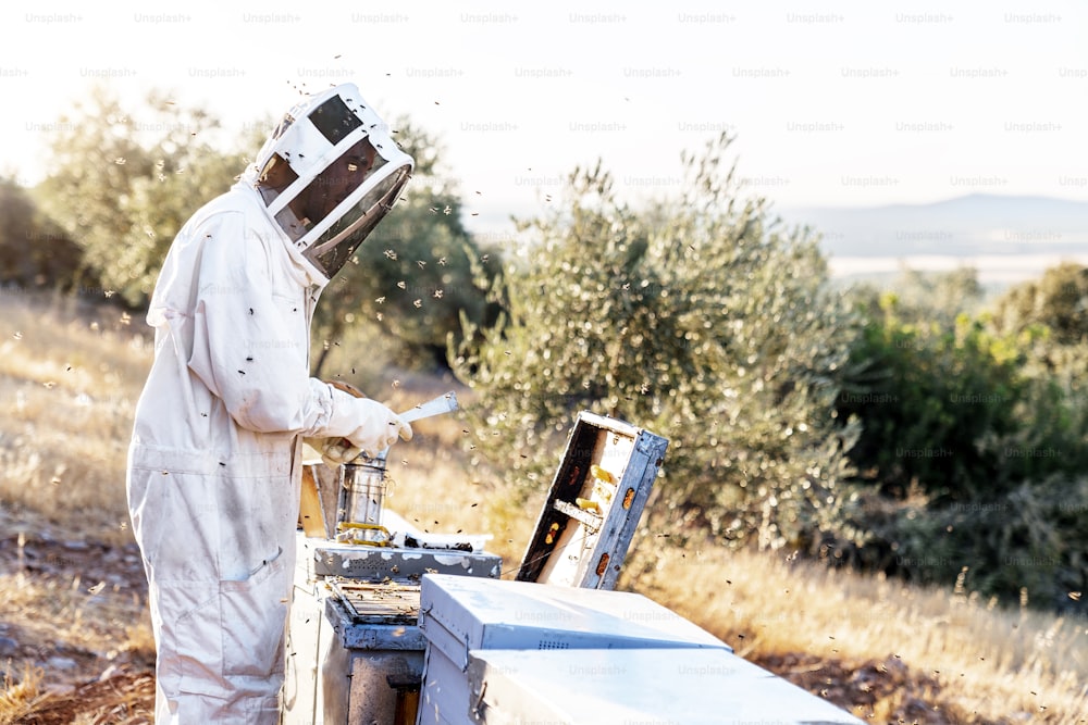 Beekeeper working collect honey. Beekeeping concept