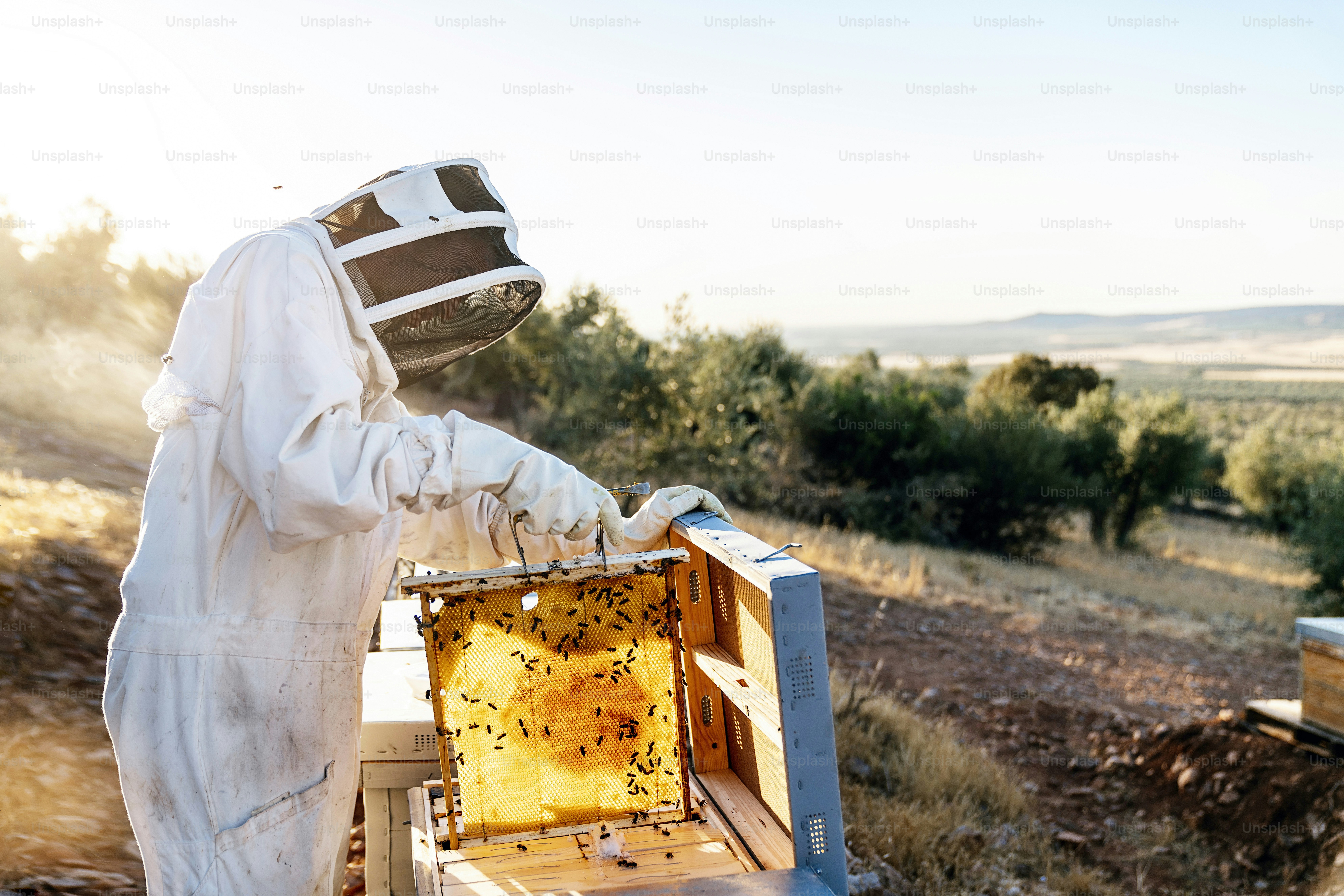 Beekeeper working collect honey. Beekeeping concept
