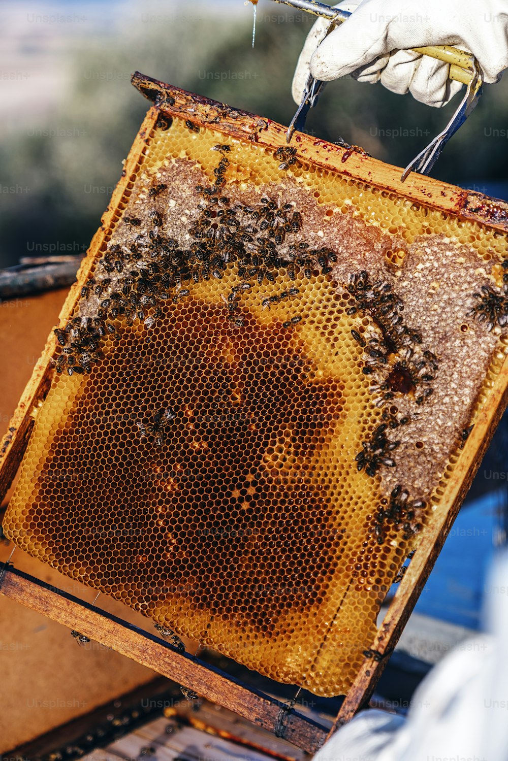 Apicultor que trabalha coleta mel. Conceito de apicultura