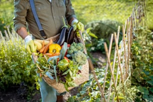Mann hält einen Korb voller frisch gepflücktem Gemüse im Garten, Nahaufnahme