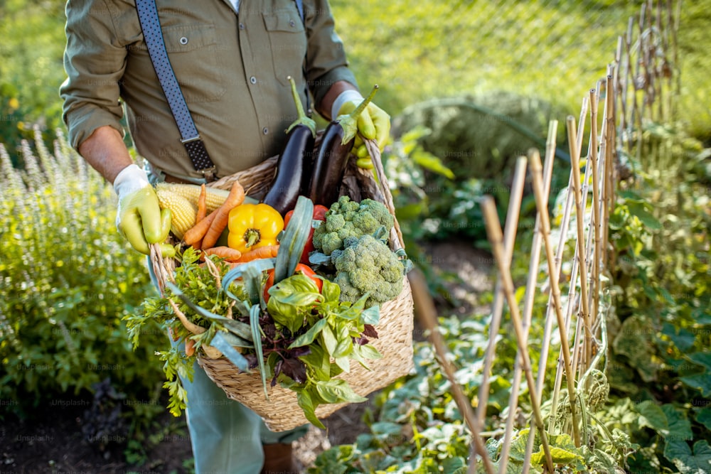 Homme tenant un panier plein de légumes fraîchement cueillis dans le jardin, gros plan