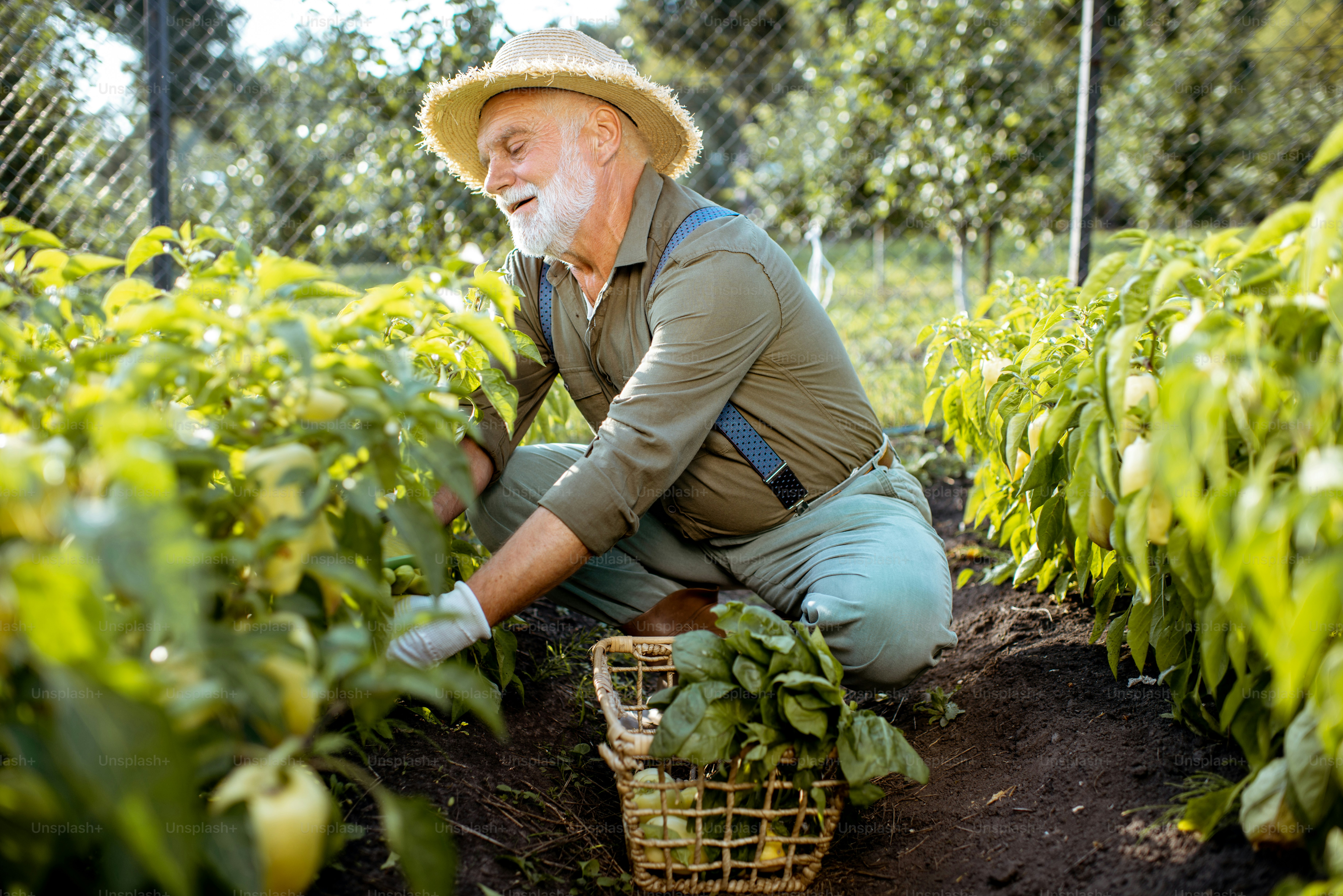 Älterer, gut gekleideter Mann, der während des Sonnenuntergangs frische Paprika in einem Bio-Garten abholt. Konzept des Anbaus von Bio-Produkten und des aktiven Ruhestands