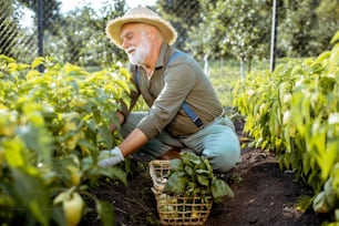 Homem idoso bem vestido pegando pimentas frescas em uma horta orgânica durante o pôr do sol. Conceito de cultivo de produtos orgânicos e aposentadoria ativa