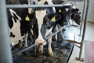 Several milk cows standing behind fence inside stable in large contemporary animal or livestock farm