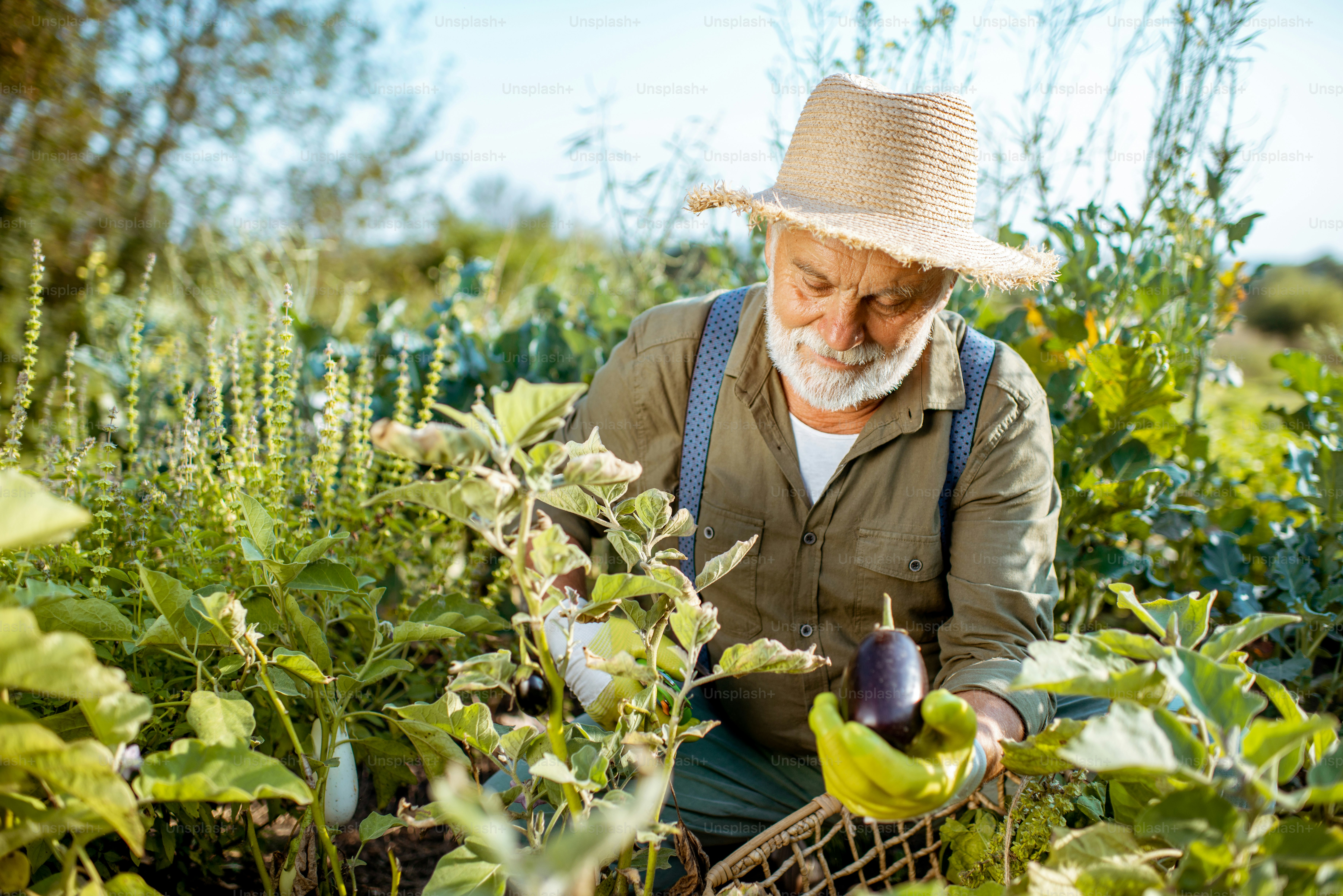 Senior well-dressed man picking up fresh vegetable harvest on an organic garden, collecting eggplants. Concept of growing organic products and active retirement
