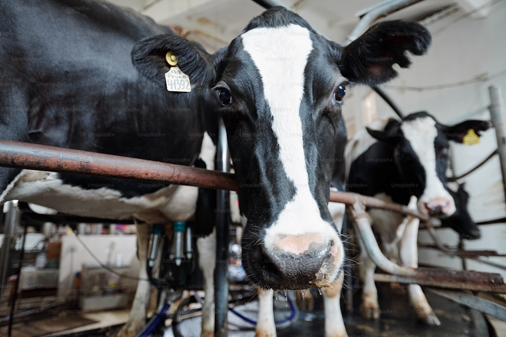 Muso bianco e nero della mucca da latte che ti guarda mentre si trova dietro la recinzione sullo sfondo di altri bovini